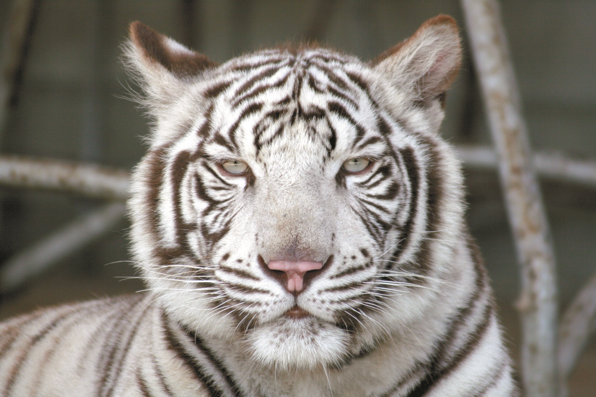 しろとり動物園