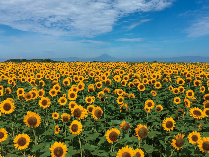 イベントについて