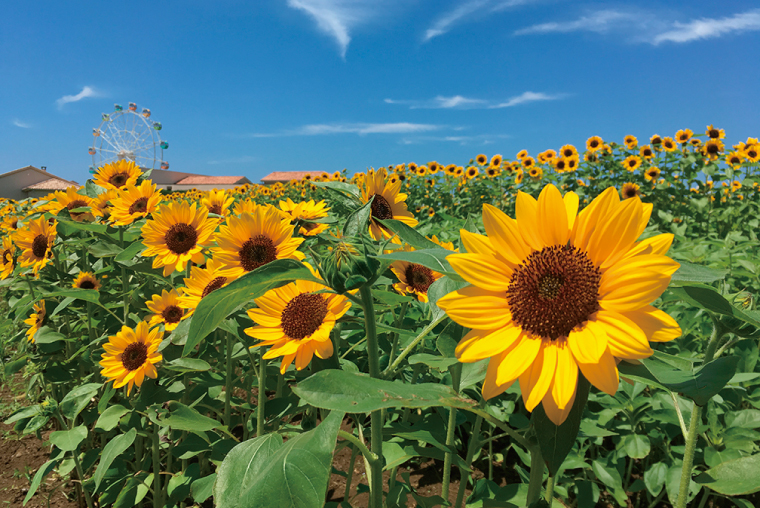ソレイユの丘「ヒマワリフェスタ」