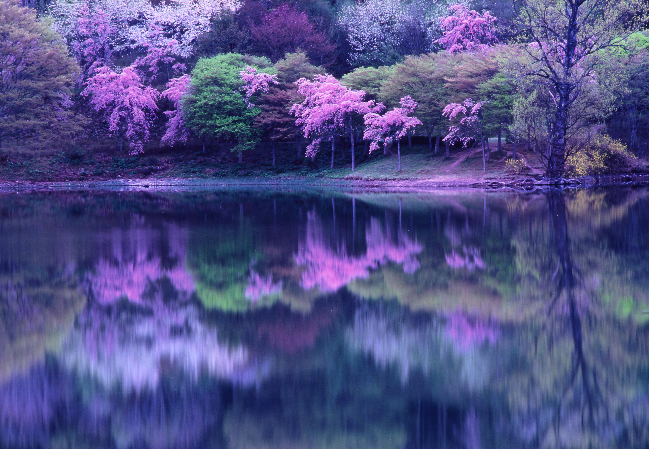 桜